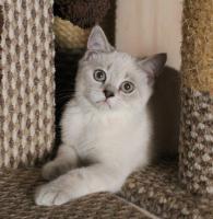 Color:- blue silver tabby pointed (as 21 33) date of birth 30-05-2015