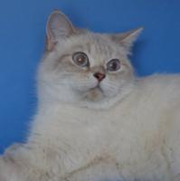 :- Polly Fluffy cats SFS 71 (cy 2133)