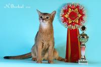 Cherri Golden Grace