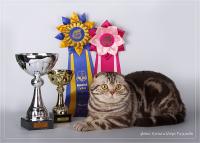  Gr.Int.Ch Graf Grey from heshirsky Cat*s