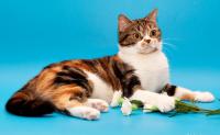 Ch. Fiona from Cheshirski Cat*s