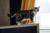 Geisha from Cheshirski Cat*s