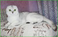  Ch. Oliviya from Cheshirski Cat*s