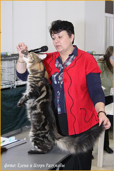 ��� ������ ���� ��� Eur.Ch.Vip-Coon Bajun �������� Forest Dwellers �. ������; ��. ��������� ����
